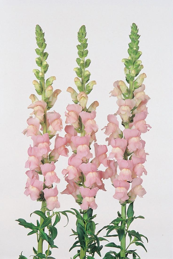 Twilight Serenity Floral Symphony